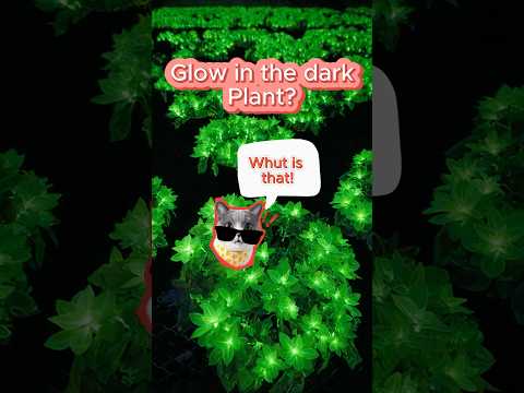 This Plant Literally Glows in the Dark