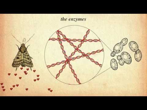 Sex pheromones as a sustainable replacements for insecticides
