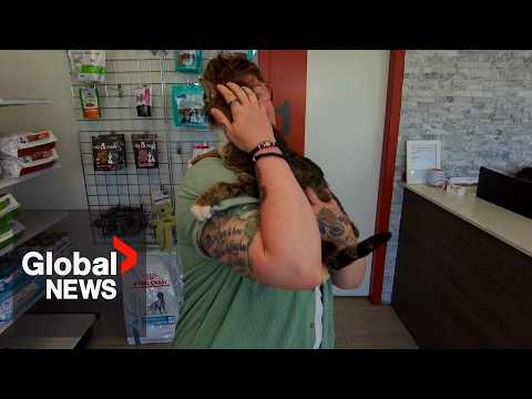 &quot;Unspeakable joy&quot;: Buddha the cat reunited with owner after 6 years apart
