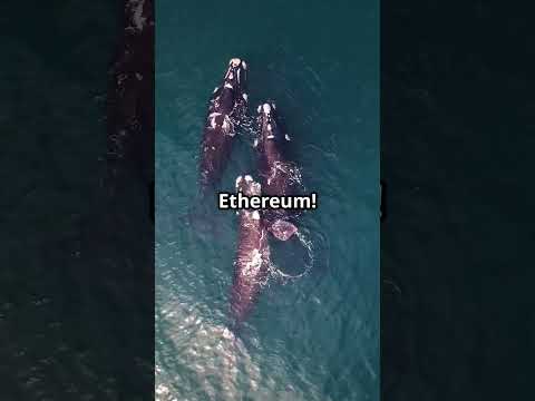 Whales Bet Big on Ethereum: $10K Surge Ahead?